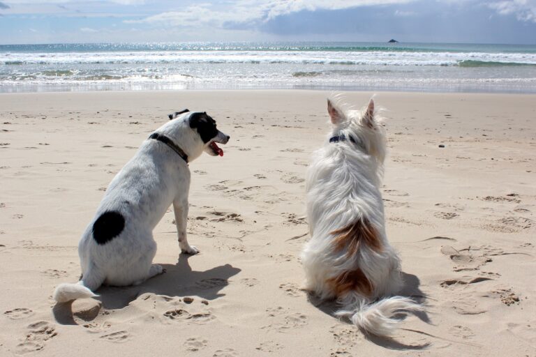 Voyager avec son chien