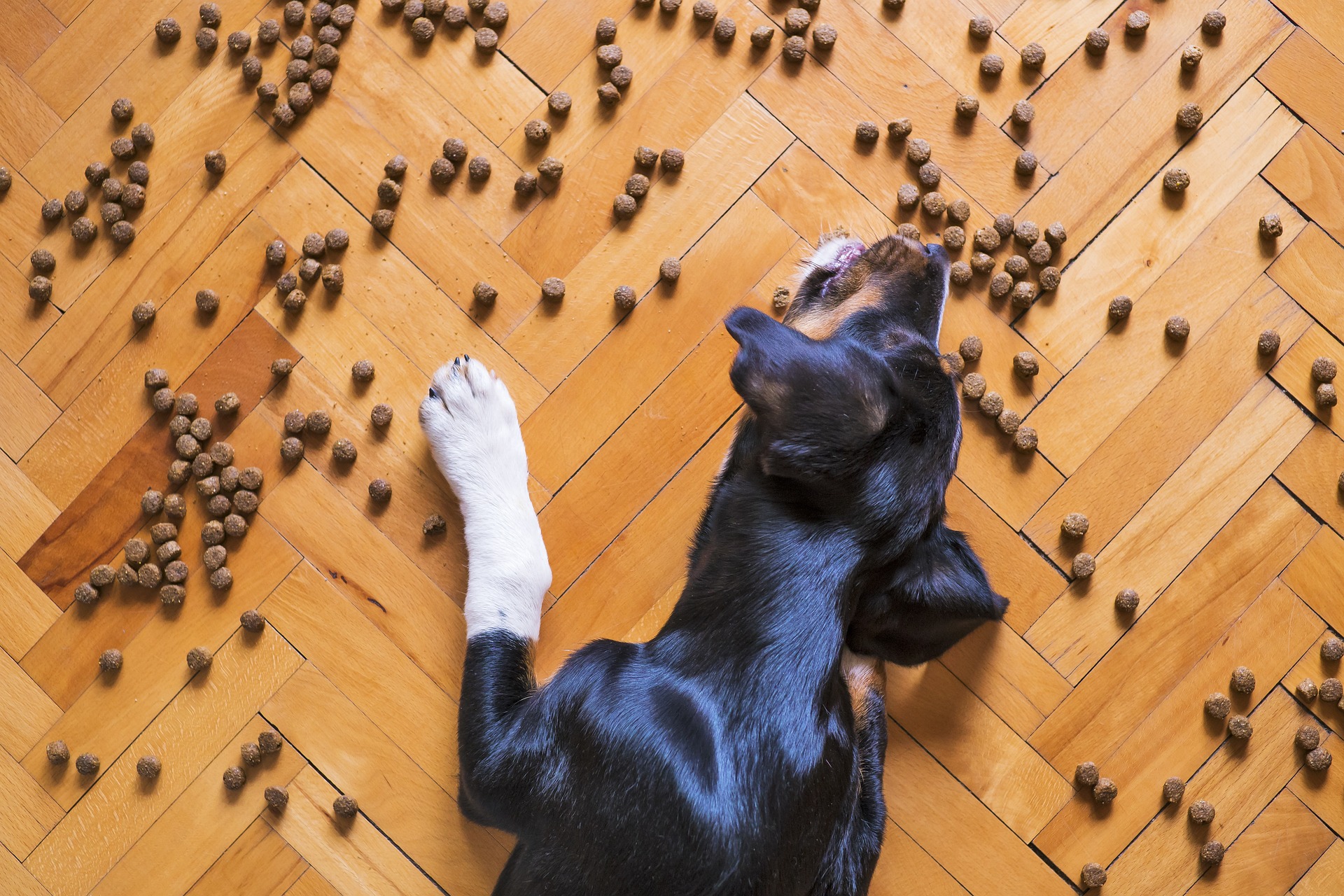 Les aliments dangereux pour les chiens